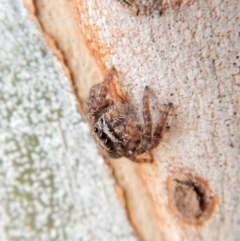 Servaea sp. (genus) at Cook, ACT - 25 Mar 2018