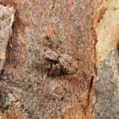 Servaea sp. (genus) at Cook, ACT - 25 Mar 2018 10:45 AM