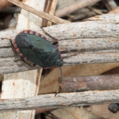 Notius depressus (Shield bug) at Hawker, ACT - 25 Mar 2018 by AlisonMilton