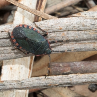 Notius depressus (Shield bug) at Hawker, ACT - 25 Mar 2018 by Alison Milton