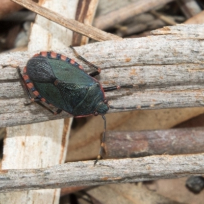 Notius depressus (Shield bug) at Hawker, ACT - 25 Mar 2018 by AlisonMilton