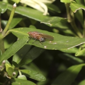 Lauxaniidae (family) at Higgins, ACT - 21 Mar 2018 10:05 AM