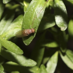 Lauxaniidae (family) at Higgins, ACT - 21 Mar 2018