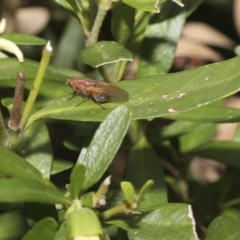 Lauxaniidae (family) at Higgins, ACT - 21 Mar 2018