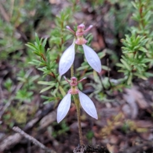 Eriochilus cucullatus at Tennent, ACT - suppressed