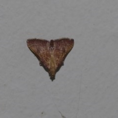Endotricha pyrosalis (A Pyralid moth (Endotrichinae) at Higgins, ACT - 26 Dec 2017 by AlisonMilton