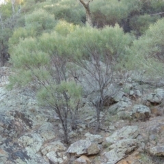 Acacia doratoxylon (Currawang) at Tennent, ACT - 8 Mar 2018 by michaelb