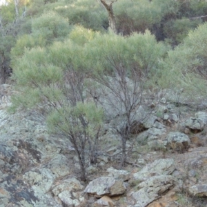 Acacia doratoxylon at Tennent, ACT - 8 Mar 2018 06:35 PM