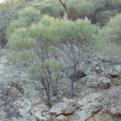 Acacia doratoxylon (Currawang) at Tennent, ACT - 8 Mar 2018 by MichaelBedingfield