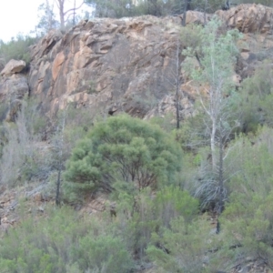 Acacia doratoxylon at Tennent, ACT - 8 Mar 2018 06:59 PM