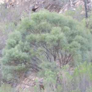 Acacia doratoxylon at Tennent, ACT - 8 Mar 2018 06:59 PM