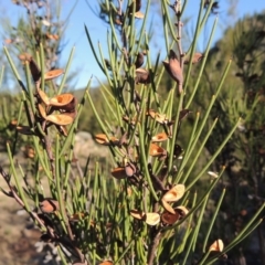 Hakea microcarpa at Tennent, ACT - 8 Mar 2018