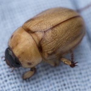 Cyclocephala signaticollis at Higgins, ACT - 26 Dec 2017