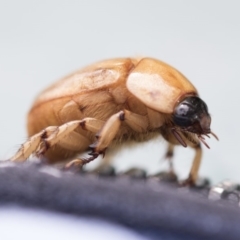 Cyclocephala signaticollis at Higgins, ACT - 26 Dec 2017