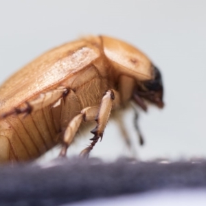 Cyclocephala signaticollis at Higgins, ACT - 26 Dec 2017