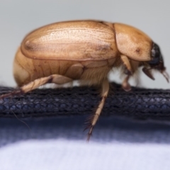 Cyclocephala signaticollis at Higgins, ACT - 26 Dec 2017 12:33 PM