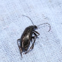 Tanychilus sp. (genus) (Comb-clawed beetle) at Higgins, ACT - 26 Dec 2017 by AlisonMilton