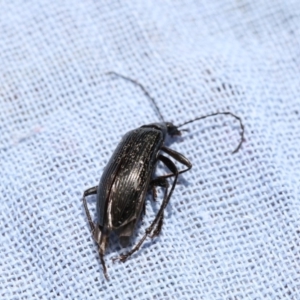 Tanychilus sp. (genus) at Higgins, ACT - 26 Dec 2017 12:40 PM