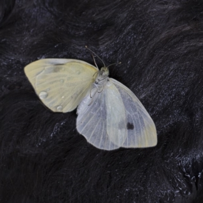 Pieris rapae (Cabbage White) at Higgins, ACT - 26 Dec 2017 by Alison Milton