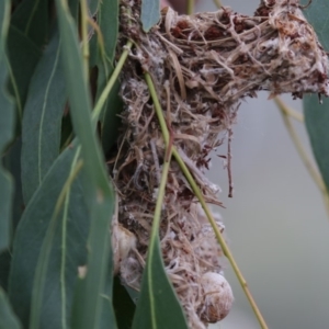 Smicrornis brevirostris at Hawker, ACT - 23 Mar 2018