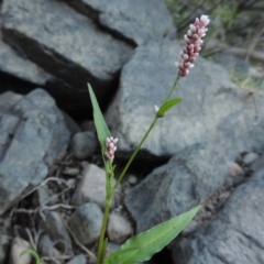 Persicaria decipiens (Slender Knotweed) at Tennent, ACT - 8 Mar 2018 by MichaelBedingfield