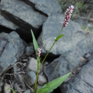 Persicaria decipiens at Tennent, ACT - 8 Mar 2018 07:17 PM