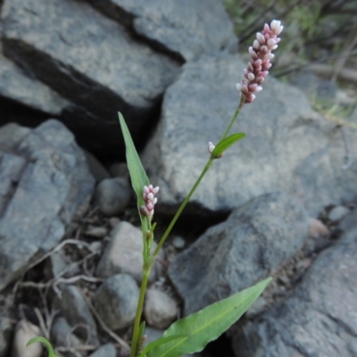 Persicaria decipiens (Slender Knotweed) at Gigerline Nature Reserve - 8 Mar 2018 by michaelb