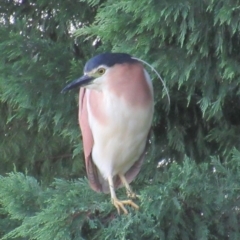 Nycticorax caledonicus (Nankeen Night-Heron) at Jerrabomberra, NSW - 6 Mar 2018 by KumikoCallaway