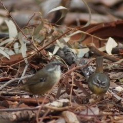 Sericornis frontalis (White-browed Scrubwren) at Cook, ACT - 24 Mar 2018 by Tammy