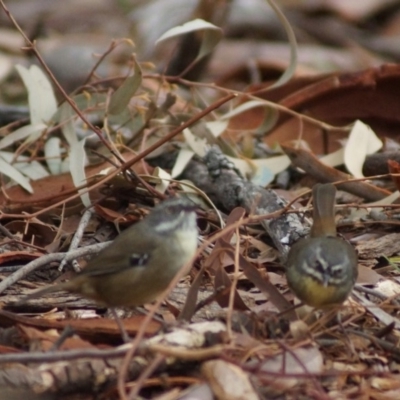 Sericornis frontalis (White-browed Scrubwren) at Cook, ACT - 25 Mar 2018 by Tammy