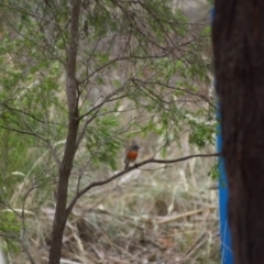 Petroica boodang (Scarlet Robin) at Cook, ACT - 25 Mar 2018 by Tammy