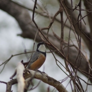 Pachycephala rufiventris at Cook, ACT - 25 Mar 2018