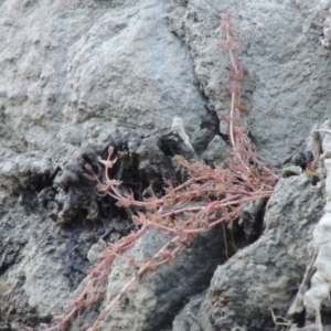 Myriophyllum verrucosum at Tennent, ACT - 8 Mar 2018