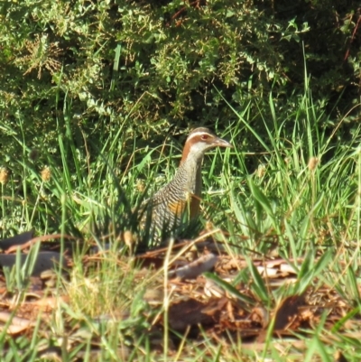 Gallirallus philippensis (Buff-banded Rail) at Watson, ACT - 17 Mar 2018 by KumikoCallaway