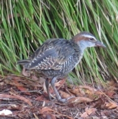 Gallirallus philippensis at Watson, ACT - 17 Mar 2018 06:53 AM