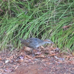 Gallirallus philippensis at Watson, ACT - 17 Mar 2018 06:53 AM