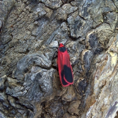 Scoliacma bicolora (Red Footman) at O'Malley, ACT - 11 Mar 2012 by Mike