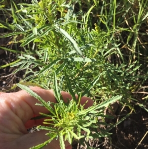 Tagetes minuta at Wolumla, NSW - 26 Mar 2018