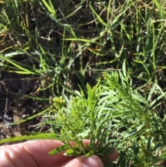 Tagetes minuta at Wolumla, NSW - 26 Mar 2018