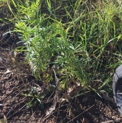 Tagetes minuta at Wolumla, NSW - 26 Mar 2018