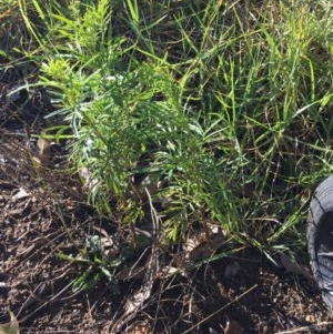 Tagetes minuta at Wolumla, NSW - 26 Mar 2018