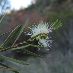 Callistemon sieberi at Tennent, ACT - 8 Mar 2018 07:00 PM