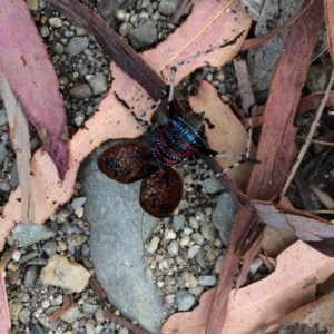 Acripeza reticulata at Cotter River, ACT - 23 Mar 2018 12:00 AM