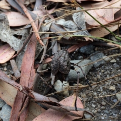 Acripeza reticulata at Cotter River, ACT - 23 Mar 2018 12:00 AM