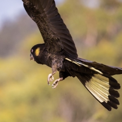 Zanda funerea (Yellow-tailed Black-Cockatoo) at Namadgi National Park - 22 Mar 2018 by Jek