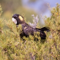 Zanda funerea at Cotter River, ACT - 23 Mar 2018