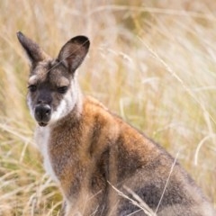 Notamacropus rufogriseus (Red-necked Wallaby) at Namadgi National Park - 23 Mar 2018 by Jek