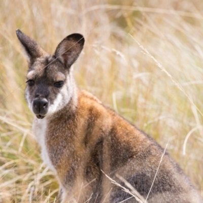 Notamacropus rufogriseus (Red-necked Wallaby) at Namadgi National Park - 23 Mar 2018 by Jek