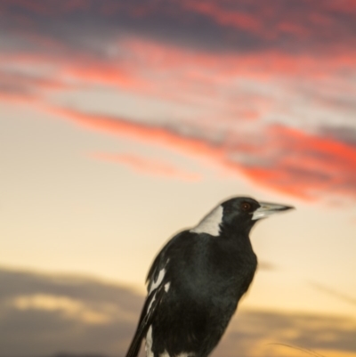 Gymnorhina tibicen (Australian Magpie) at Fadden, ACT - 15 Mar 2018 by Jek