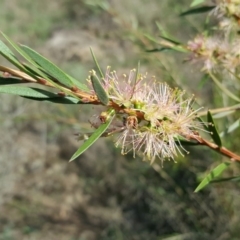 Callistemon sieberi (River Bottlebrush) at Stromlo, ACT - 26 Mar 2017 by Mike